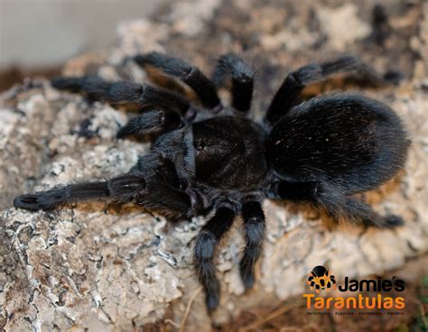 brazilian black tarantula care|grammostola pulchra female for sale.